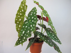 Begonia maculata