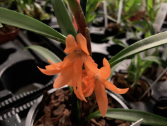 Ceratostylis rubra -retisquana- (in Knospe/Blüte)