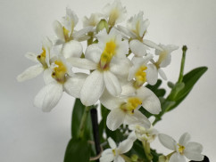 Epidendrum Ballerina 'Nordic Fire' (1-2 Stiele)
