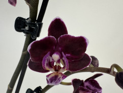 Phalaenopsis Aliyah 'Black' (2 Rispen)