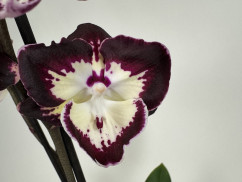 Phalaenopsis Tinker Bell Triple lip' (2 Rispen)