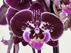 Phalaenopsis Elegant 'Debora' 'Kizz' (2 Rispen)