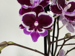 Phalaenopsis Cha Cha 'Big Lip' (2 Rispen)