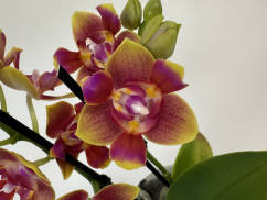 Phalaenopsis Sogo Lawrence 'Triple lip' (2 Rispen)