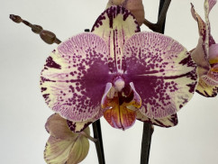 Phalaenopsis Golden Art (2 Rispen)