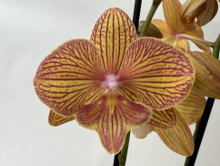 Phalaenopsis Apollo 'Big lip' (2 Rispen)