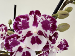 Phalaenopsis Rain Drop 'Kizz' (2 Rispen)