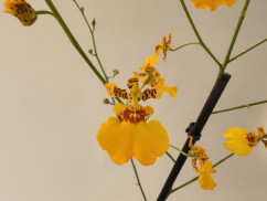 Oncidium Gower Ramsey 'Sunkist' (1 Rispe, verzweigt)