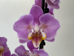 Phalaenopsis Peach Blossom (2 Rispen)