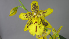 Odontocidium Tiger Barb (Jgpfl.)