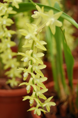 Dendrochilum pagasinanense