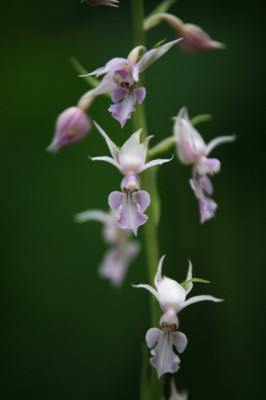 Calanthe reflexa