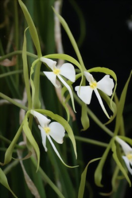 Epidendrum parkinsonianum