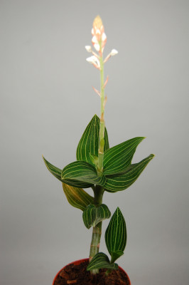 Ludisia discolor 'alba' (Jgpfl.)