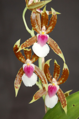 Miltonia schroederiana