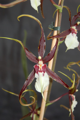 Odontobrassia Kenneth Bivin 'Santa Barbara' (1 Rispe)