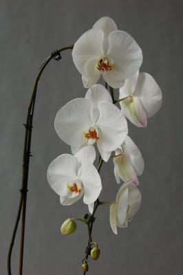 Phalaenopsis Elegant 'Cascade' (1 Rispe)