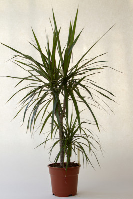 Dracaena marginata