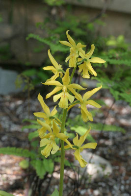 Calanthe sieboldii (abgeblüht / pflanzbereit)