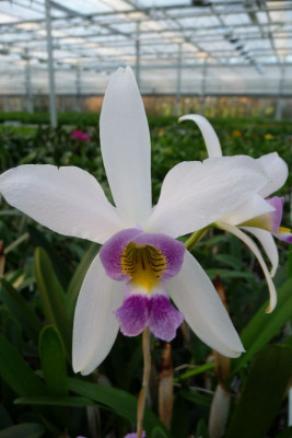 Laelia anceps 'coerulea'