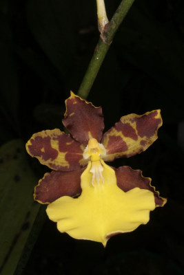 Oncidium hyphaematicum