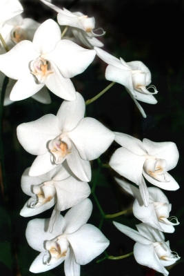 Phalaenopsis amabilis 'aphrodite' (Jgpfl.)