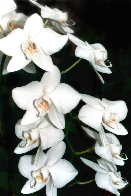 Phalaenopsis amabilis 'aphrodite' (1 Rispe)