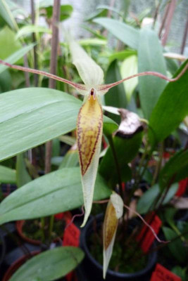 Pleurothallis hemirhoda