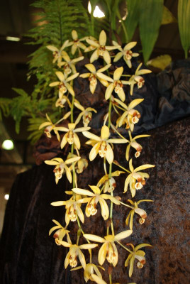 Coelogyne massangeana