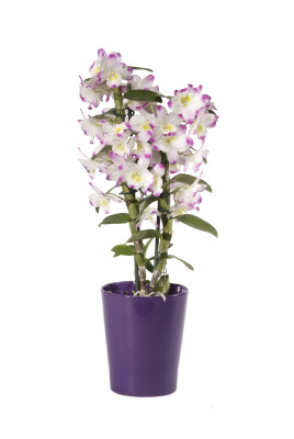 Dendrobium Irene Smile (2 Stiele, inkl. Übertopf)