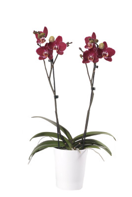 Phalaenopsis Elegant 'Debora' (2 Rispen, inkl. Übertopf)