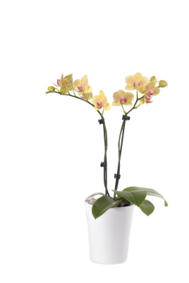 Phalaenopsis Office Orchid, gelb (inkl. Übertopf)