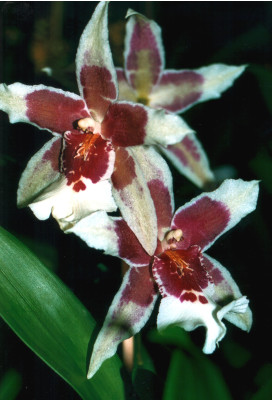 Beallara Tahoma Glacier 'Green' (Jungpfl.)