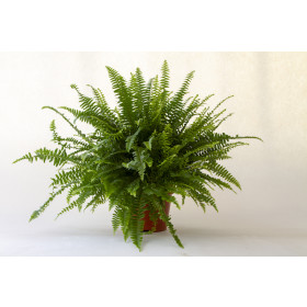 Nephrolepis exaltata (17 cm Topf)