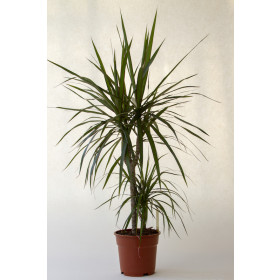 Dracaena marginata