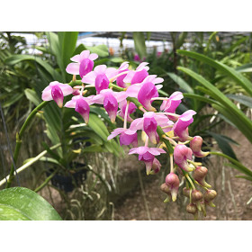 Aerides quinquevulnera (Importpflanze)