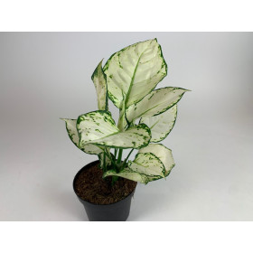 Aglaonema Tropic Colour 'White Joy'