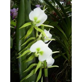 Angraecum eburneum var. xerographicum