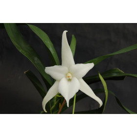 Angraecum sesquipedale (bosseri)