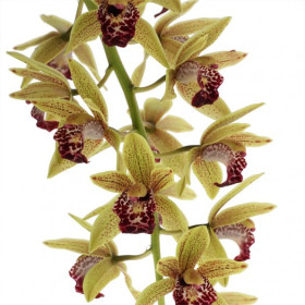 Cymbidium Cascade 'Auburn' (2-3 Rispen)