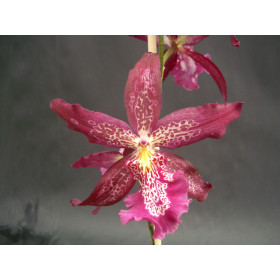 Beallara Marfitch 'Howard's Dream' AM/AOS (Jgpfl.)