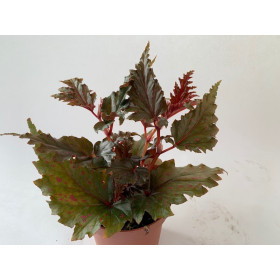 Begonia serratipetala