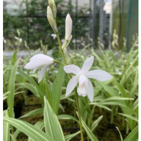 Bletilla striata alba 'variegata' (in Blüte/Knospe)