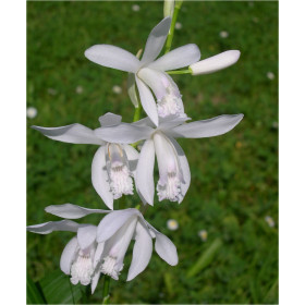 Bletilla striata 'alba' (abgeblüht, pflanzbereit)