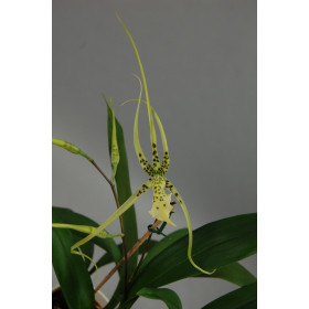 Brassia maculata