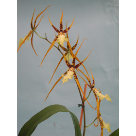 Brassidium Shooting Star 'Black Gold' (1 Rispe)