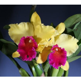 Brassolaeliocattleya Alma Kee 'Tipmalee' AM/AOS (Importpflanze)