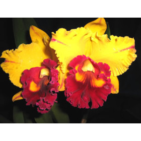 Brassolaeliocattleya Tainan Gold 'Siskin' (Jungpflanze)