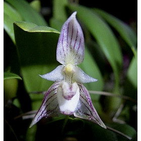 Bulbophyllum ambrosia