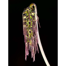 Bulbophyllum lemniscatoides